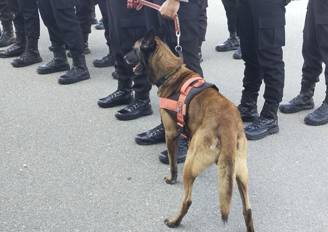 Luis’ adalah nama anjing terlatih yang dimiliki Unit K9 Ditsamapta Polda Sulteng