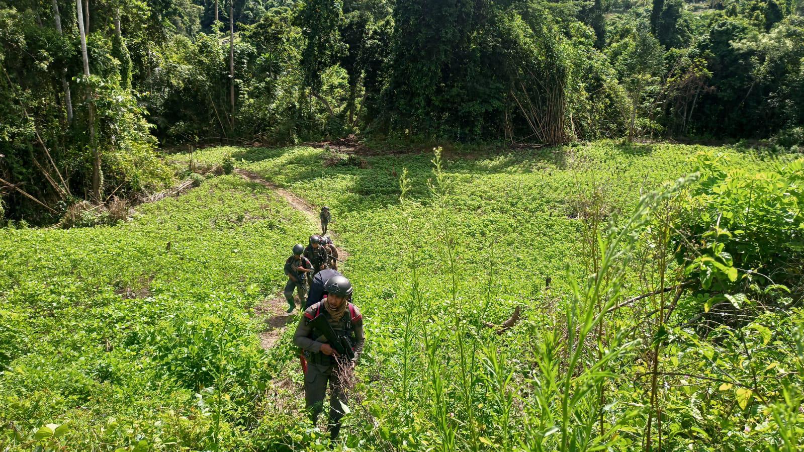 Tim Alfa 1 Satgas III Preventif Ops Madago Raya melaksanakan patroli jalur klasik di bekas camp, kebun, hutan, dan pegunungan di wilayah Sangginora, Kecamatan Poso Pesisir Selatan, Kabupaten Poso. Jumat (17/1/2025).