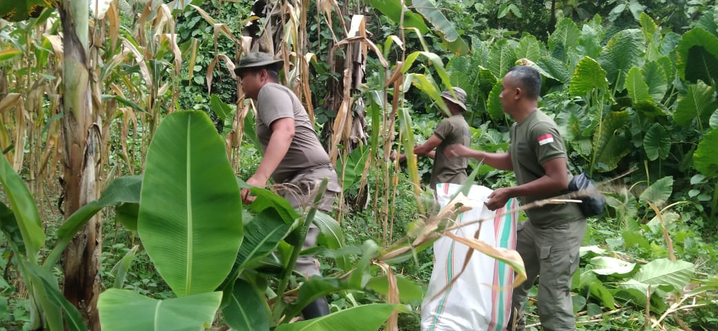 Satgas III Preventif Operasi Madago Raya melaksanakan kegiatan panen jagung di Desa Tokorondo, Kecamatan Poso Pesisir