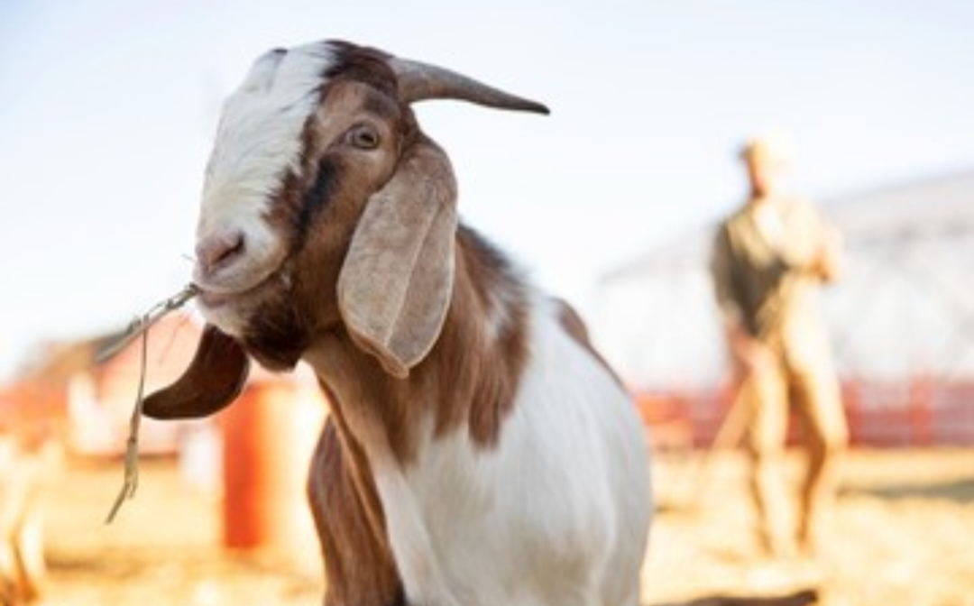 Sudah Diumumkan Pemerintah, NU dan Muhammadiyah Kapan Rayakan Iduladha?/Foto: Freepik