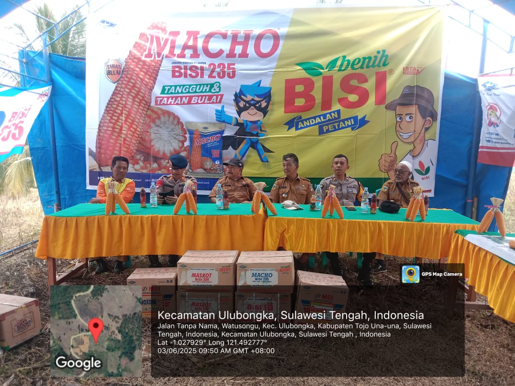 Panen raya jagung hibrida Bisi 235 Macho di Desa Borneang, Kecamatan Ulubongka, Selasa (3/6/2025).