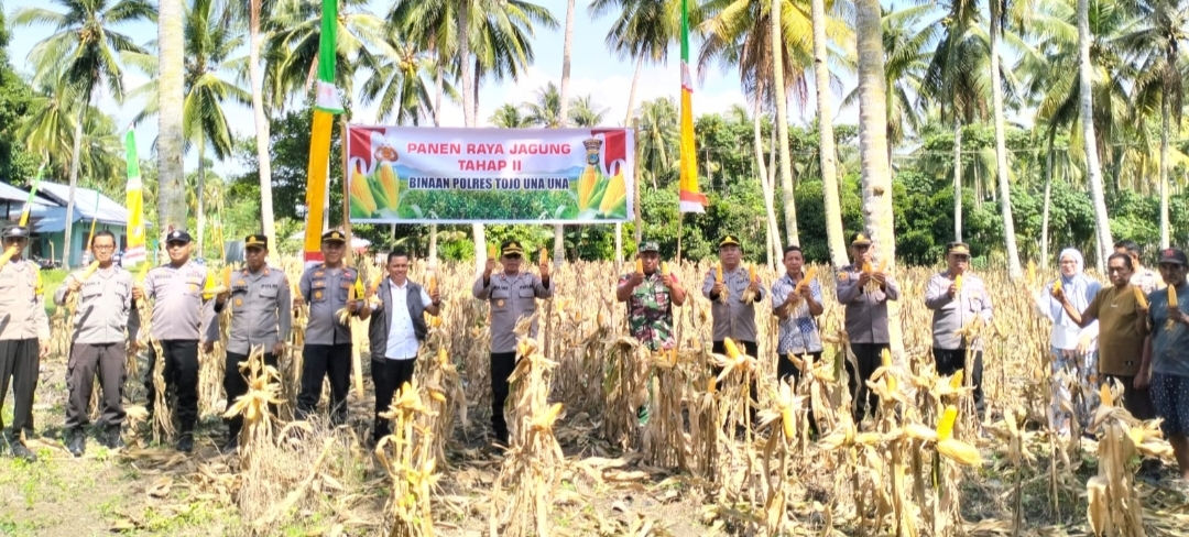 Panen Raya Jagung Tahap II (dua) Binaan Polres Tojo Una Una di Desa Buntongi Kecamatan Ampana Kota, Rabu (11/6/2025) jam 09.20 Wita.