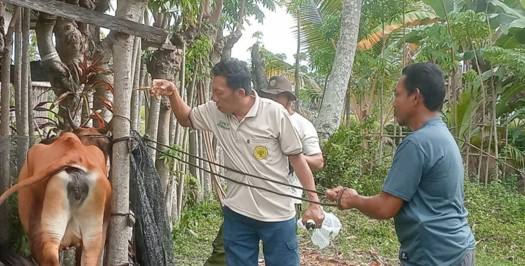 Vaksinasi ternak oleh Dinas Pertanian dan Ketahanan Pangan Kabupaten Tojo Una-Una