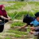 Kapolsubsektor Mepanga IPDA Yayang Luki. E melaksanakan kegiatan kolaborasi bersama pihak SMK Negeri 1 Mepanga di Desa Kayu Agung, Kecamatan Mepanga, Rabu (24/09/2025) pagi.