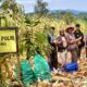 Bhabinkamtibmas Desa Sausu Auma, BRIPKA I Kadek Suastana, melaksanakan kegiatan panen jagung kuartal III pada Senin (27/10/2025) pukul 08.00 Wita.