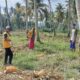 Kapolsek Ampana Kota AKP Rochmat Ari Purwanto, S.M., bersama personel dan Bhabinkamtibmas memantau langsung proses panen jagung di lahan pertanian warga Desa Sansarino, Kecamatan Ampana, Selasa (23/6/2026).