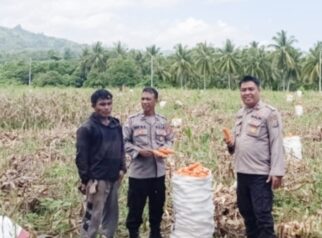 Personel Polsek Ampana Kota tampak berdiri bersama pengelola lahan di tengah hamparan ladang jagung seluas 2,5 hektare di Desa Padang Tumbuo, Kecamatan Ampana Kota, Selasa (7/7/2026).