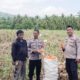 Personel Polsek Ampana Kota tampak berdiri bersama pengelola lahan di tengah hamparan ladang jagung seluas 2,5 hektare di Desa Padang Tumbuo, Kecamatan Ampana Kota, Selasa (7/7/2026).