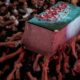 Peti jenazah Ayatollah Ali Khamenei tiba di Kota Mashhad, Iran, Kamis (9/7) siang, untuk dikebumikan (Foto: AP)