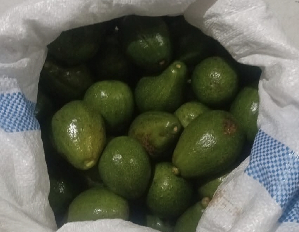 Barang bukti berupa buah alpukat hasil pencurian yang disita petugas Polsek Ampana Kota dari tangan kedua tersangka di Kelurahan Labiabae, Kecamatan Ampana Kota, Minggu (12/7/2026) dini hari.