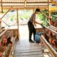 Personel Batalyon A Pelopor Satbrimob Polda Sulawesi Tengah sedang melaksanakan pemberian pakan serta perawatan rutin terhadap ternak ayam petelur yang dikembangkan di lingkungan markas satuan, Selasa (28/7/202