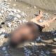 Jenazah almarhum Ajir Maya (41), warga Desa Watusongu, yang ditemukan terapung di Sungai Bongka, Kecamatan Ulubongka, Kabupaten Tojo Una-Una, Rabu (9/9/2026).